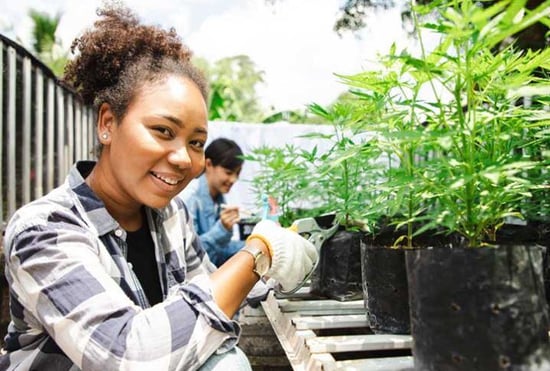 New law paves way for Black farmers’ Marijuana licenses