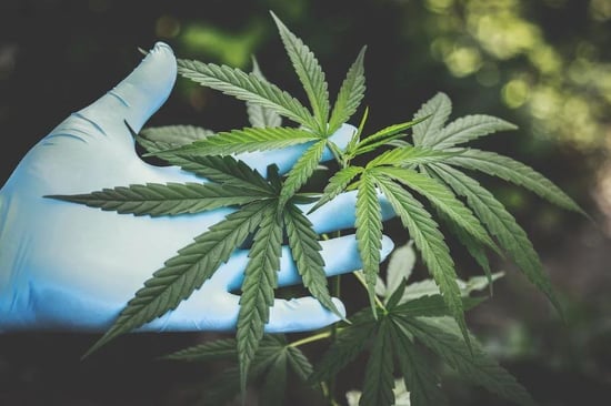 North Carolina Medical Cannabis bill likely dead for 2023