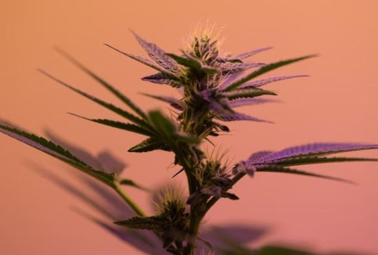 Oklahoma will vote on marijuana legalization in March. Ohio could follow