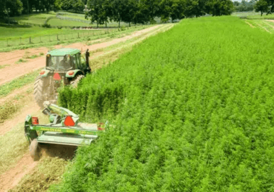 Online Applications Open for Minnesota’s 2024 Industrial Hemp Program