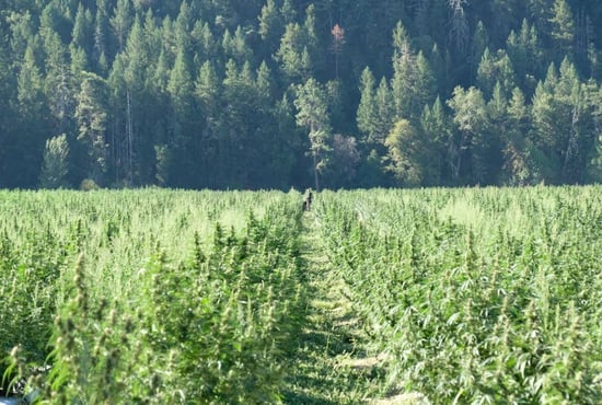 Oregon to crack down on illegal pot growers by holding landowners responsible