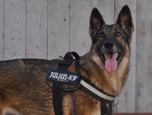 Police Department to discontinue training of Police Service Dogs in marijuana detection