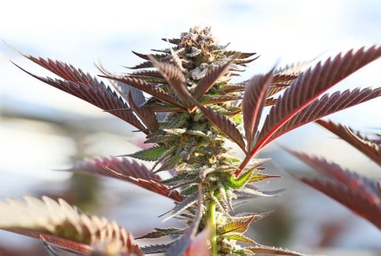 Police issue warning signs of Cannabis farms and what landlords should watch out for