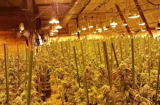 Police seized $1.7M worth of illegal Cannabis