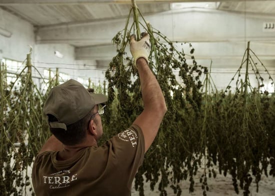 Prices down, supply up for Michigan Marijuana industry