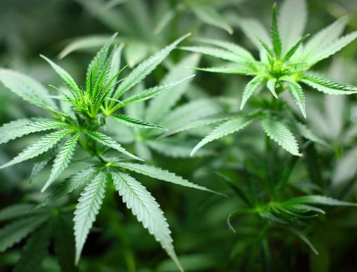 Recreational pot in Ohio could generate hundreds of millions in taxes