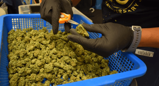 San Jose officials to consider easing Cannabis fines