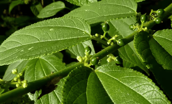 Scientists discover Cannabis inside totally different plant in Brazil