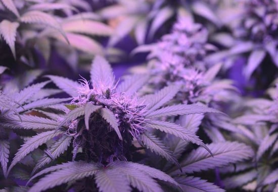 Supervisors move to bring equitable access for retail Cannabis