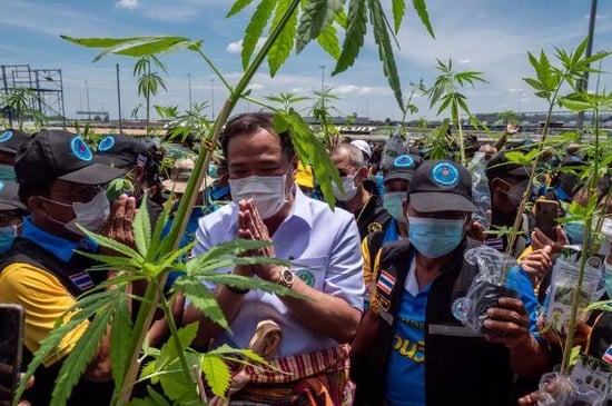 Thai Cannabis sector spooked as election winner mulls reversing legalisation