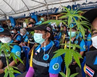 Thailand’s election results may reverse Cannabis policy