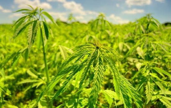 The best uses for the Hemp Plant