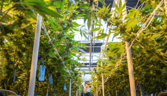 The urgent need for Cannabis reform