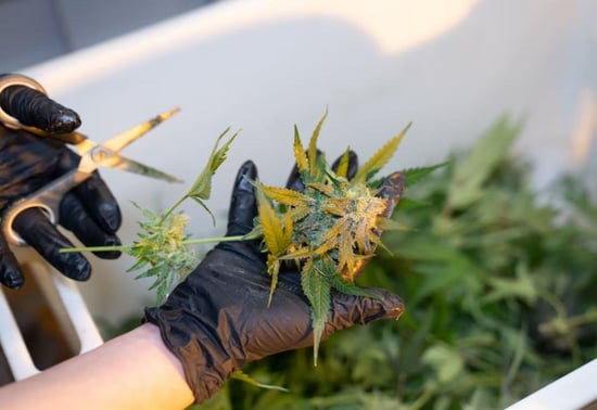 Tighter regulations on Medical Marijuana growers move through the Oklahoma legislature