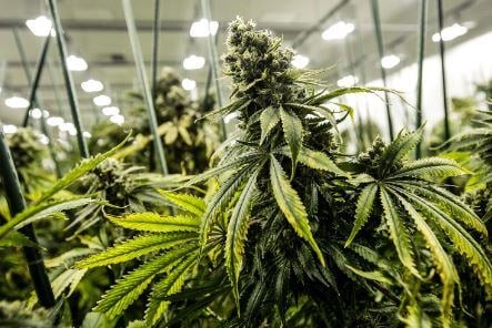 US health agency recommends easing federal restrictions on Marijuana