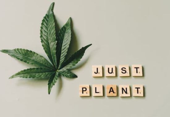 U.S. Lawmakers file bill to ease Federal employment restrictions on Cannabis use