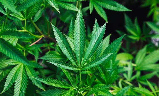 Was recreational Marijuana ever legal in Texas?