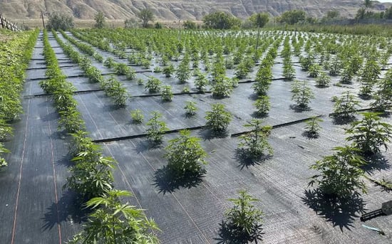 Washington legal Pot farms get back to work after pesticide concerns halted operations