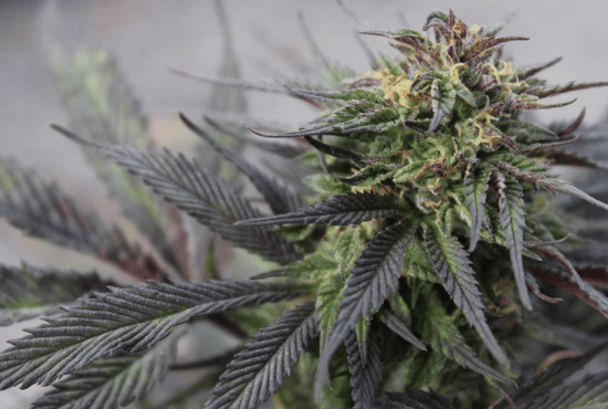 What Marijuana legalization on North Carolina reservation means for visitors purchasing it