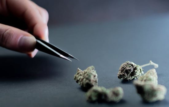 Whatever happened to Hemp?