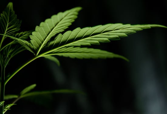 Why Indiana is unlikely to vote to legalize Recreational Marijuana?