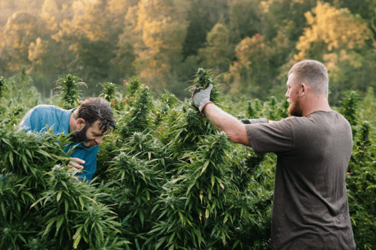 2023 Farm Bill: Potential savior for hemp-derived cannabinoids?