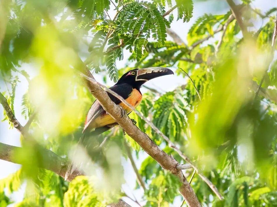 An aracari visits Wrights home in Belize. Photo by Jordana Wright Instagram