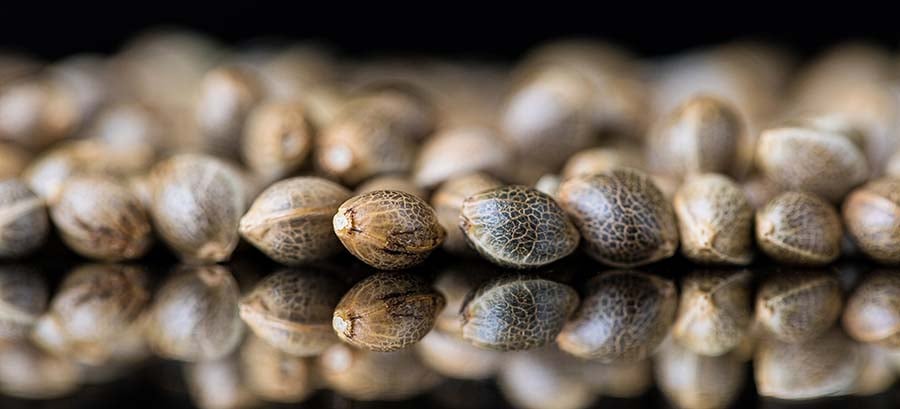 Global Cannabis Seeds Market Projected To Reach $6.5 Billion By 2031