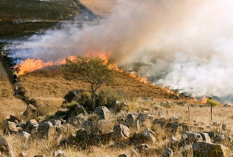 Cannabis Farmers in California Struggle with Insurance Amid Wildfire Risks and Federal Legal Hurdles